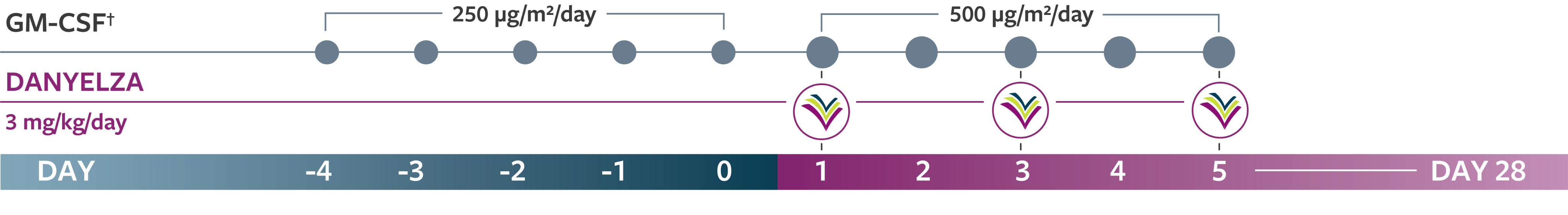 Timeline graphic showing GM-CSF administraNon from day -4 to 5, with
DANYELZA administraNon on Days 1, 3, and 5