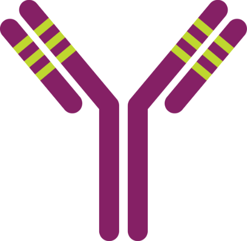 Diagram of the DANYELZA humanized monoclonal anNbody, with the 92% human framework in purple and the 8% murine framework in 3 yellow-green stripes