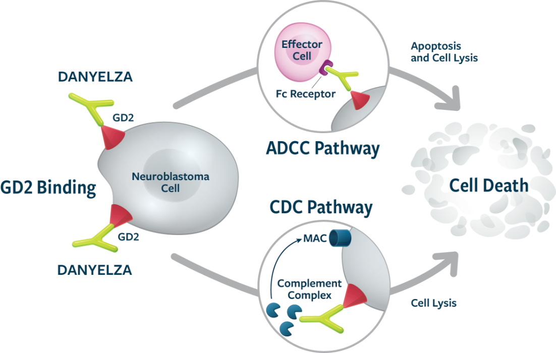 Diagram of the DANYELZA MOA, including both ADCC and CDC pathways leading to cancer cell death